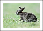 Besoin de votre avis-lapin23052011007copie.jpg