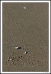 Ben bientot je vais pouvoir mitrailler-normandie-3.jpg