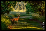 cerf