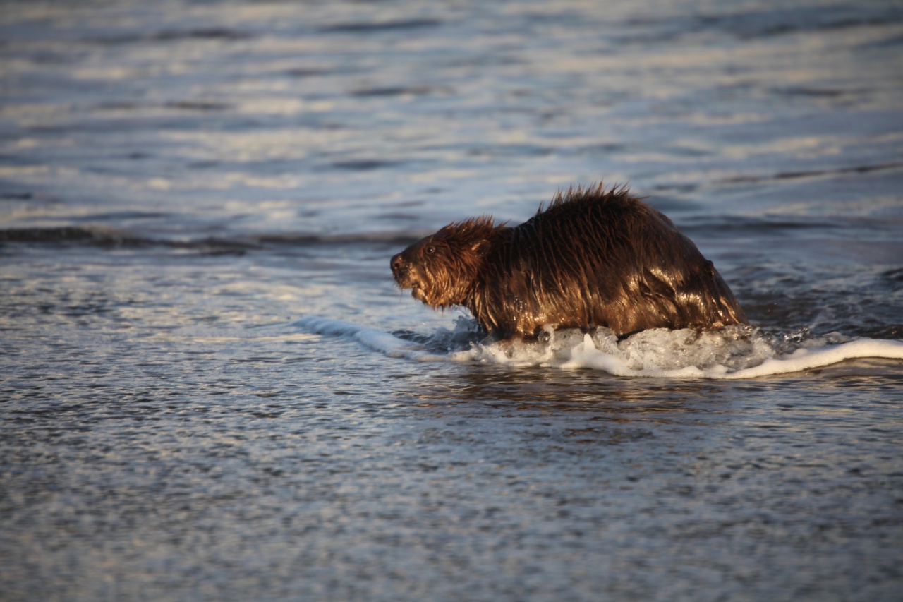 Vous connaissez ?-castor-plage-napoleon-053.jpg