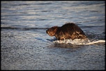 Castor en Mediteranne