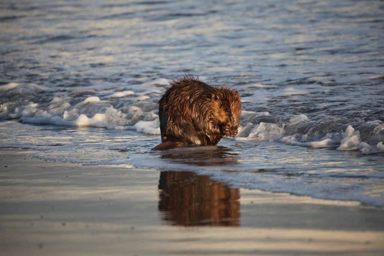 Vous connaissez ?-castor-plage-napoleon-061.jpg
