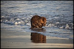 Vous connaissez ?-castor-plage-napoleon-061.jpg