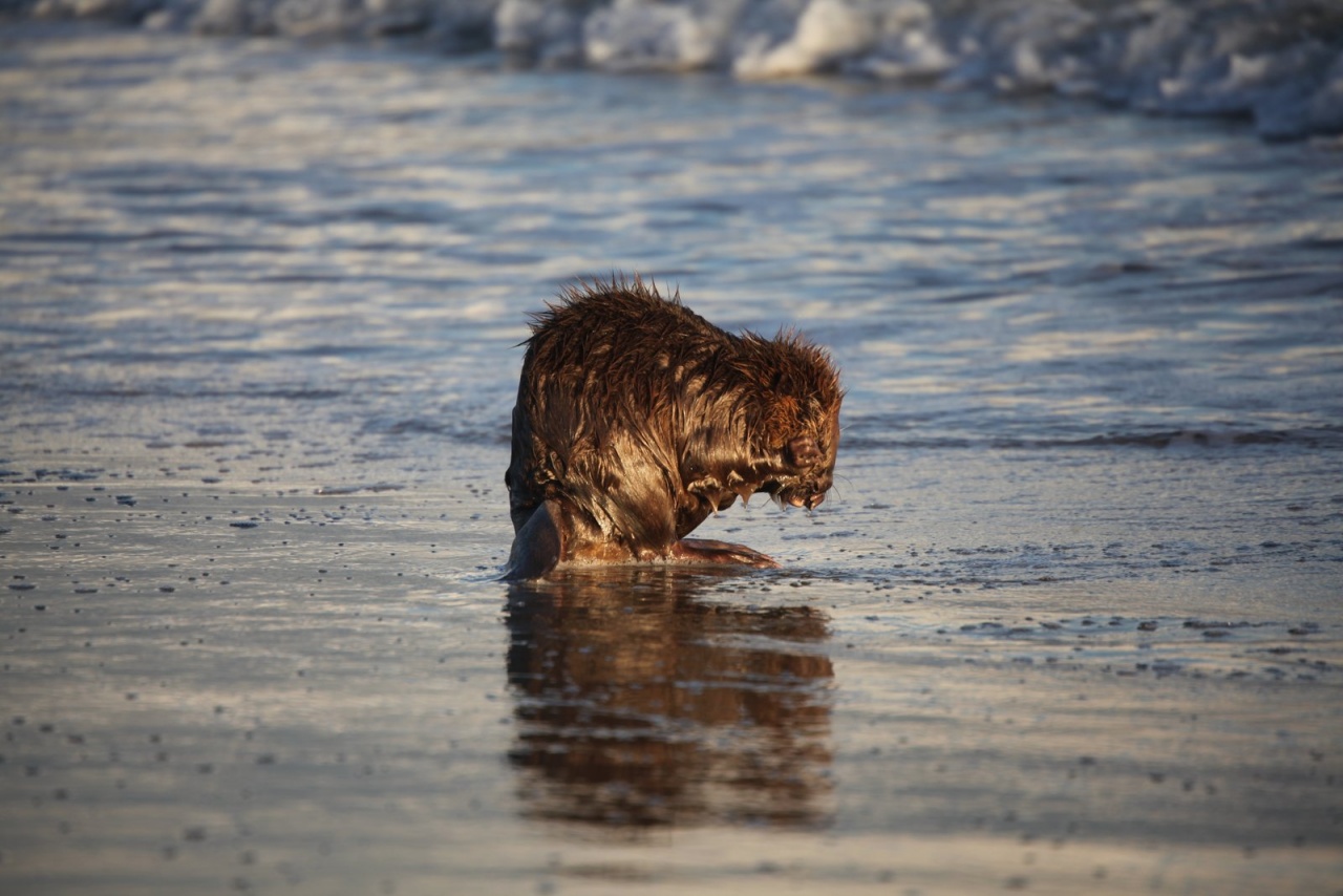 Vous connaissez ?-castor-plage-napoleon-058.jpg