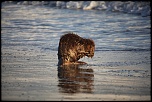 Vous connaissez ?-castor-plage-napoleon-058.jpg
