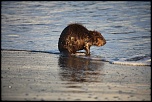 Vous connaissez ?-castor-plage-napoleon-057.jpg