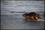 Vous connaissez ?-castor-plage-napoleon-054.jpg
