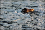 Vous connaissez ?-castor-plage-napoleon-075.jpg