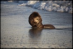 Vous connaissez ?-castor-plage-napoleon-056.jpg