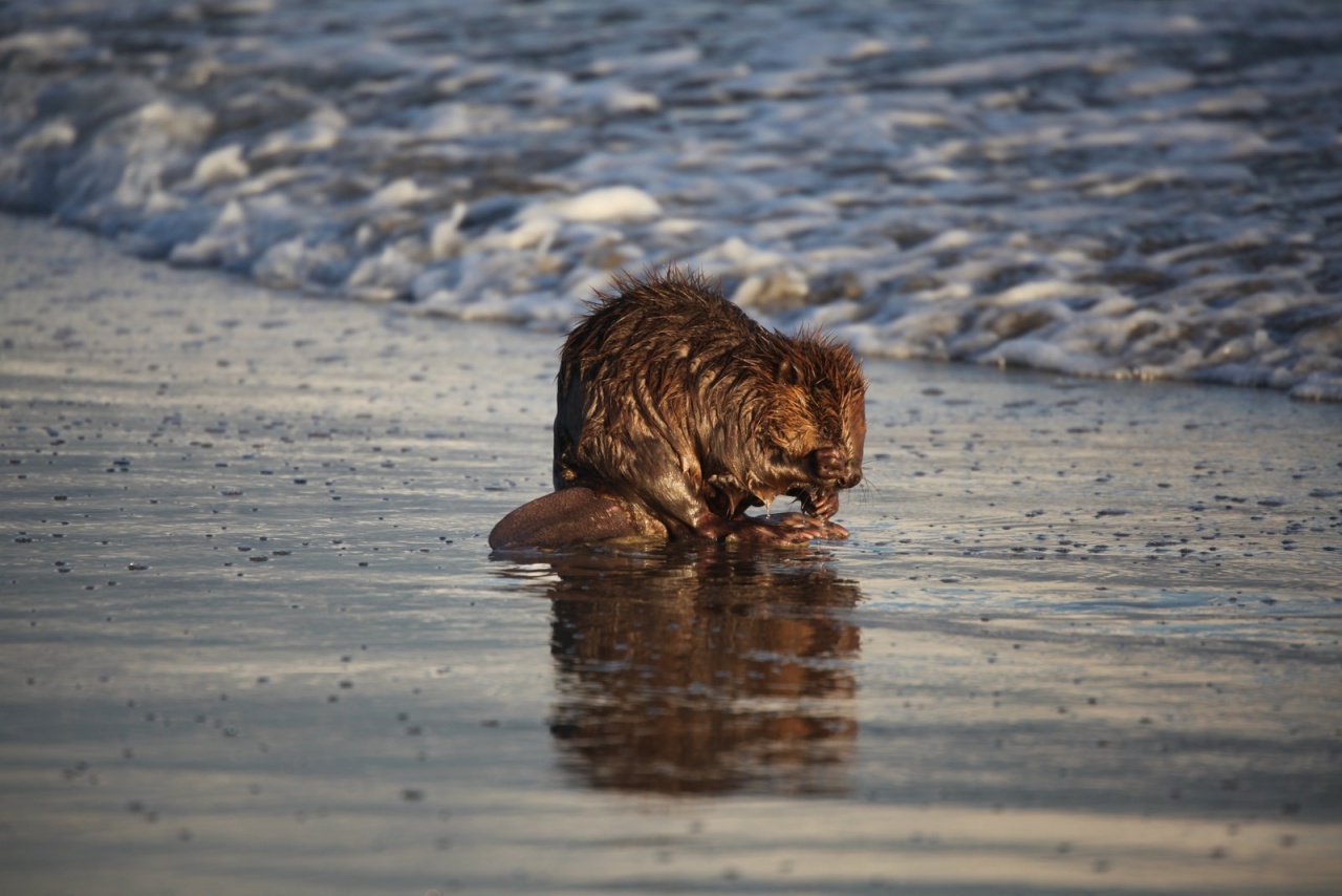 Vous connaissez ?-castor-plage-napoleon-059.jpg