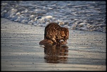 Vous connaissez ?-castor-plage-napoleon-059.jpg