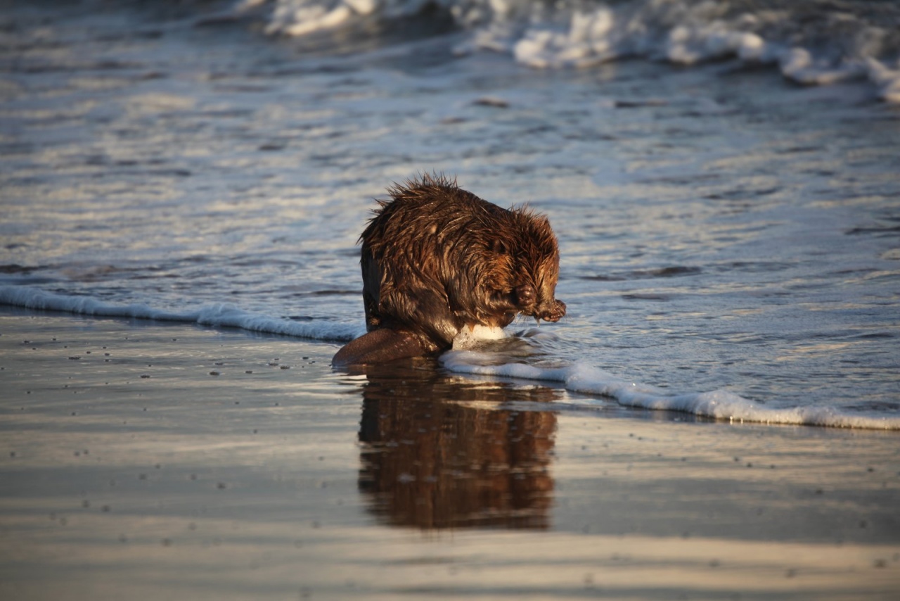 Vous connaissez ?-castor-plage-napoleon-060.jpg