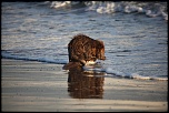 Vous connaissez ?-castor-plage-napoleon-060.jpg