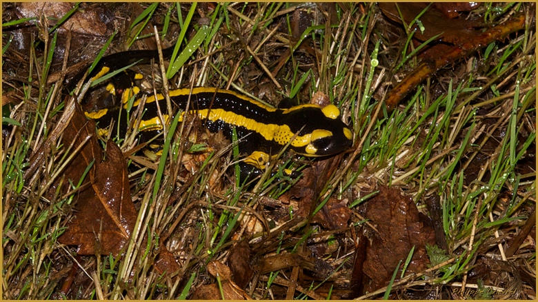 salamandre