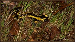 salamandre