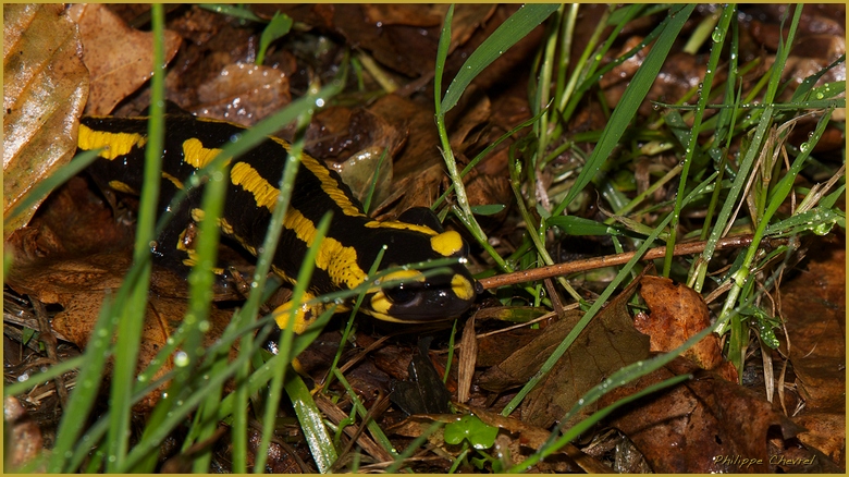 salamandre