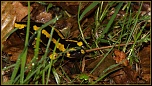 salamandre