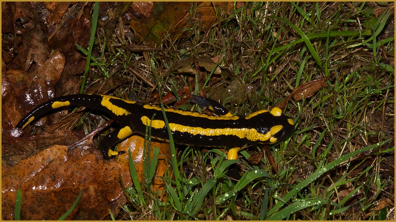 salamandre