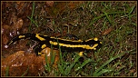 salamandre