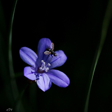 Sigma 135-400 APO-034-small-.jpg