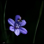 Sigma 135-400 APO-034-small-.jpg