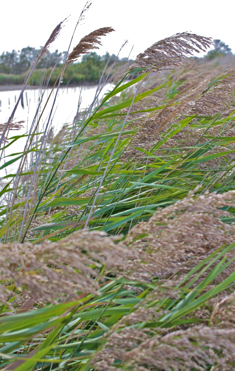 -etang-de-scamandre-4-.jpg