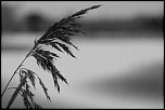 Sigma 135-400 APO-etang-la-prairie-caen-1-.jpg