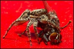 CROP-tn_img_0010lr.jpg