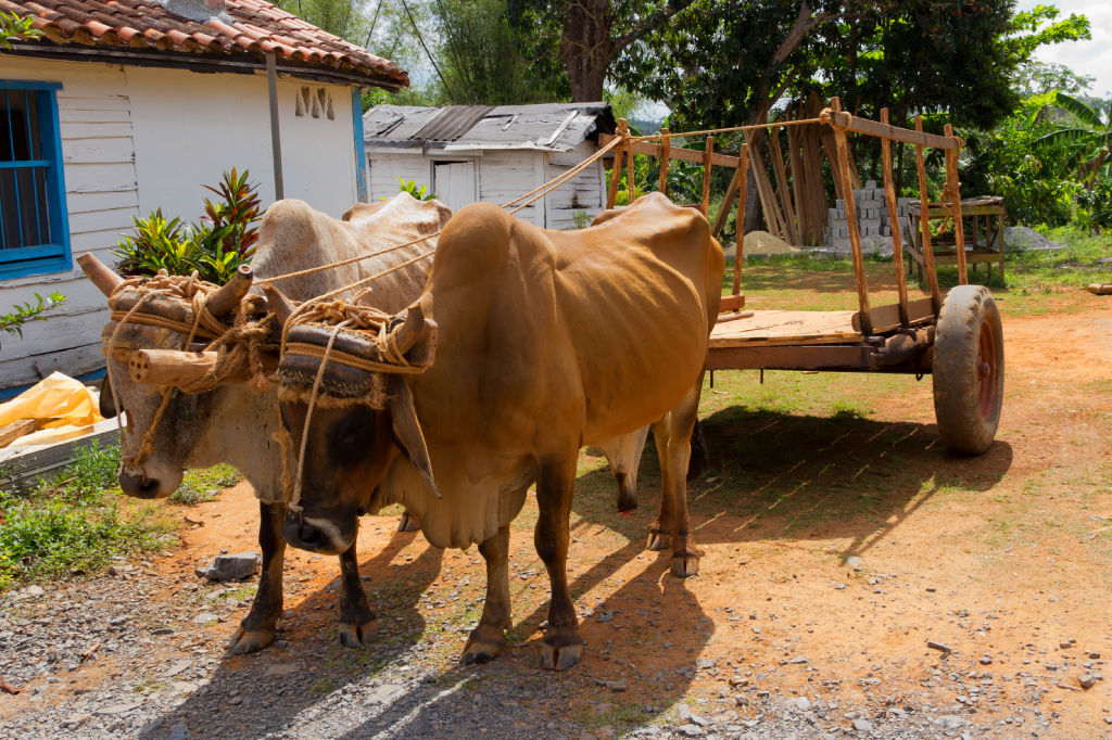 cuba 2012 IMG 1647 Lr DxO