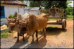 cuba 2012 IMG 1647 Lr DxO