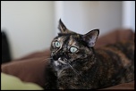SIGMA 24-60 F2.8 DG EX-gb5a0602.jpg