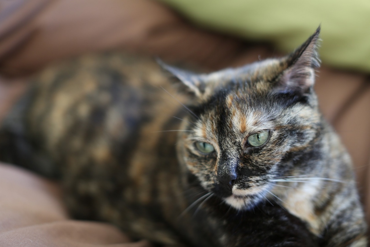 SIGMA 24-60 F2.8 DG EX-gb5a0588.jpg