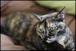 SIGMA 24-60 F2.8 DG EX-gb5a0588.jpg