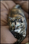 SIGMA 24-60 F2.8 DG EX-gb5a0606.jpg