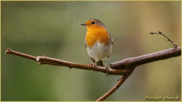 rouge gorge