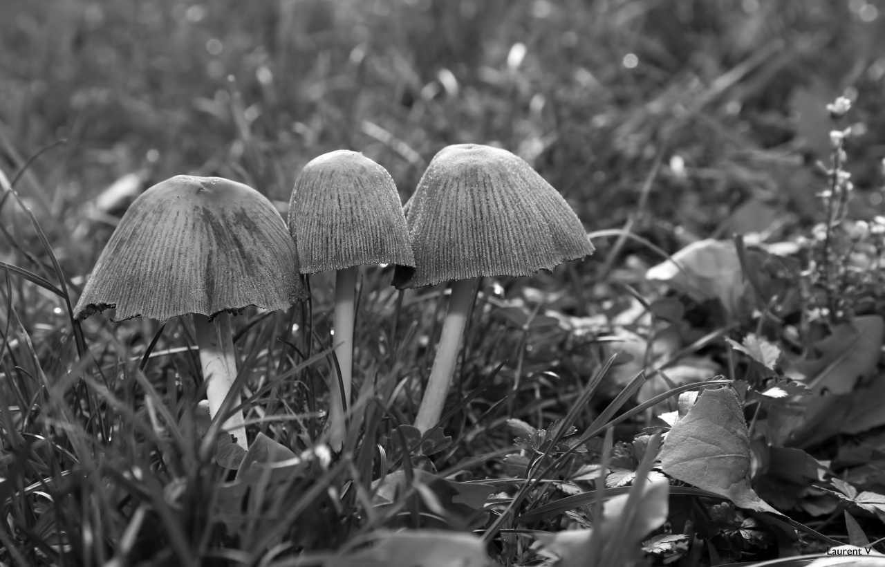 nouveaux membre-img_9202anb.jpg