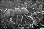 nouveaux membre-img_9202anb.jpg