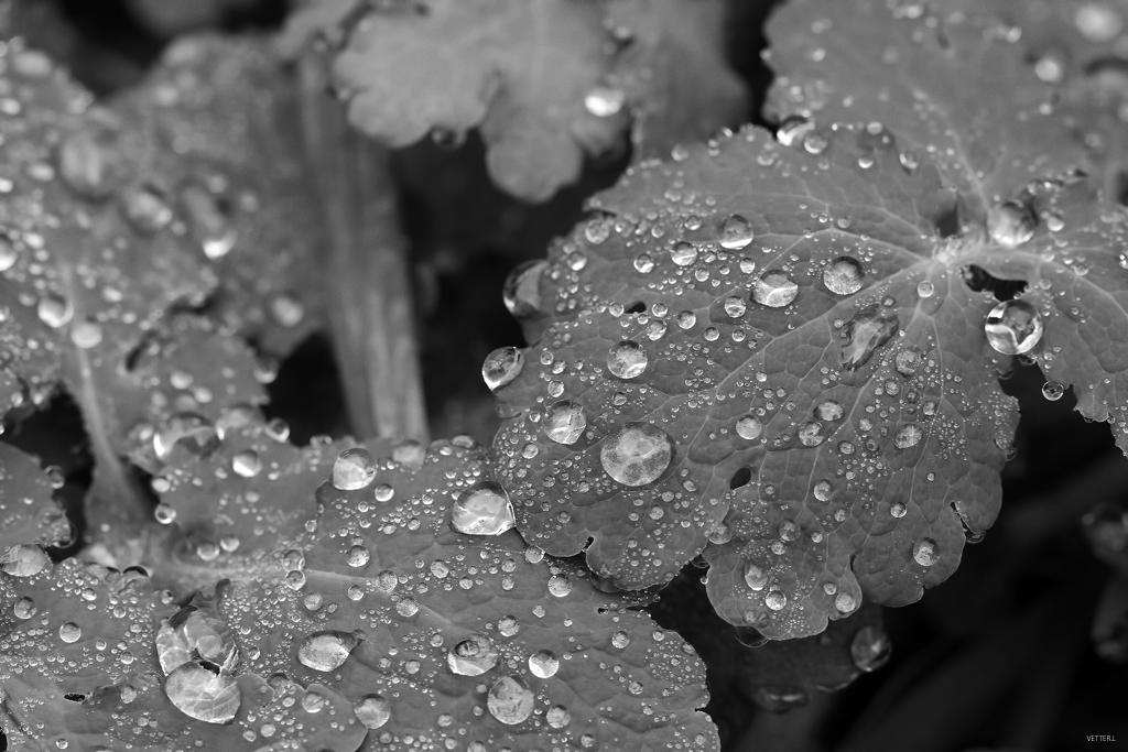 nouveaux membre-img_9437a.jpg