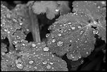 nouveaux membre-img_9437a.jpg