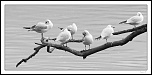 nouveaux membre-img_3477nb.jpg