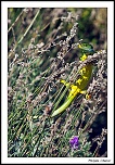 lzard