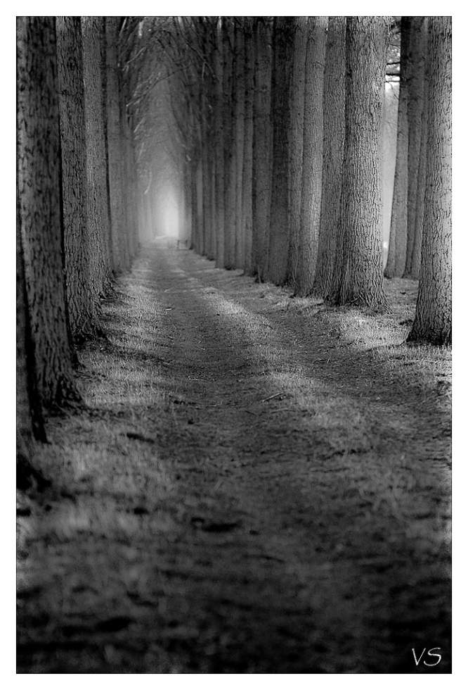 Chemin ombrageux