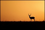 Pb upload photos-impala-laube.jpg