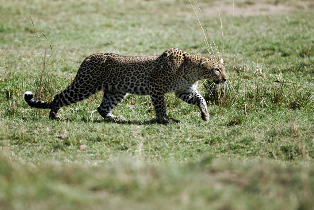 Pb upload photos-leopard-1.jpg