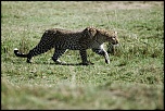 Pb upload photos-leopard-1.jpg