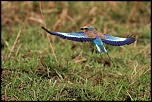 Pb upload photos-rollier.jpg