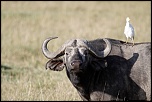 Pb upload photos-buffle.jpg