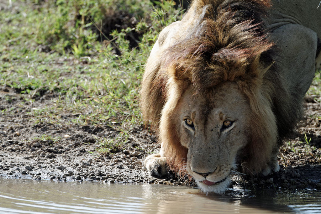 Pb upload photos-lion-1.jpg