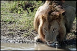 Pb upload photos-lion-1.jpg