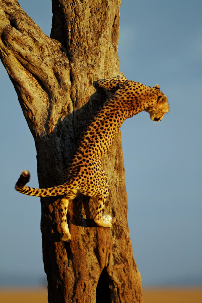 Pb upload photos-guepard-au-crepuscule.jpg